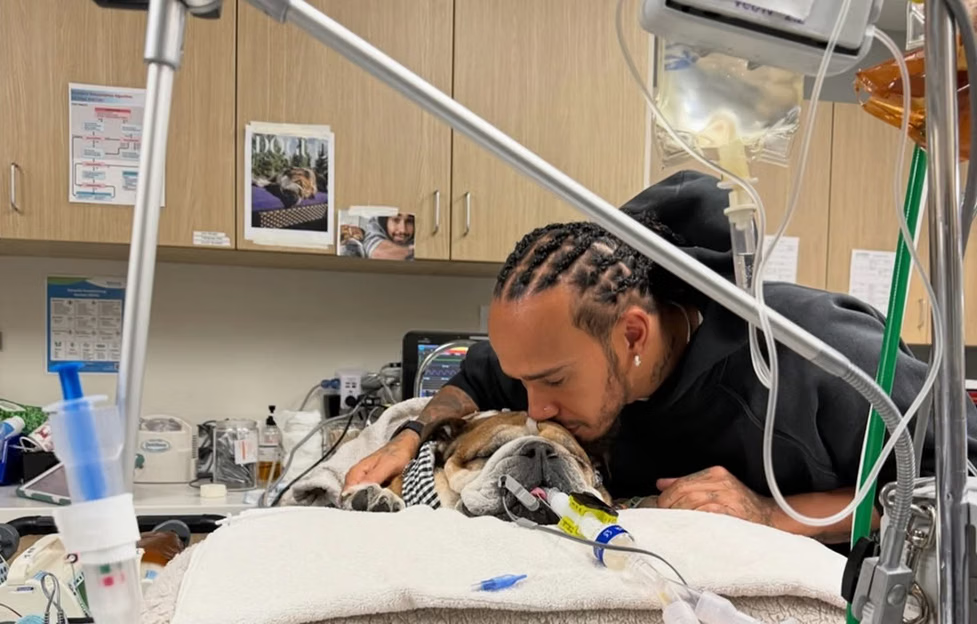 Momen anjing Lewis Hamilton alami koma